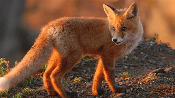 Самая большая часть туловища лисы - это хвост