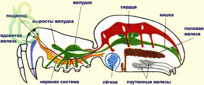 Класс Паукообразные. Отряды: Пауки, Скорпионы и Клещи. Строение и размножение Паука-крестовика