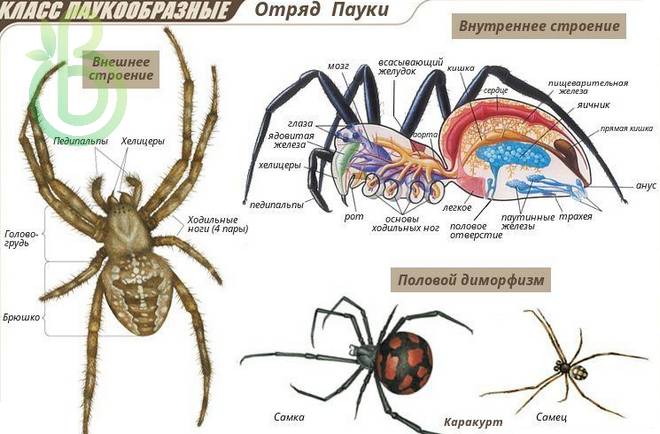 Класс Паукообразные. Отряды: Пауки, Скорпионы и Клещи. Строение и размножение Паука-крестовика