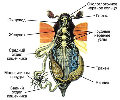 схема органов майского жука