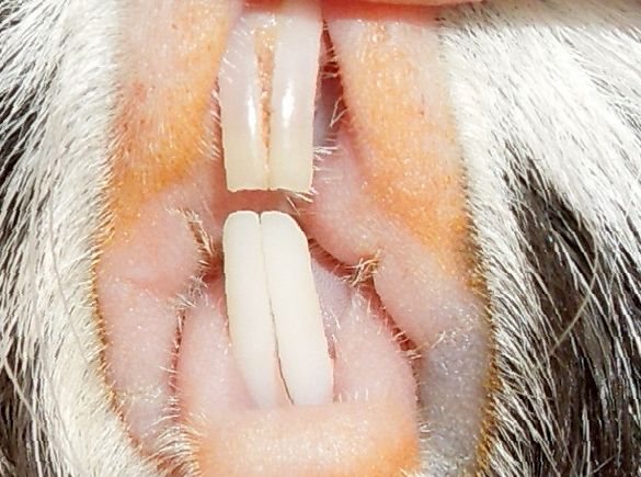 Сколько зубов у шиншиллы