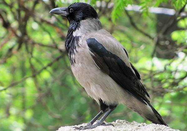 Ворона-птица-Описание-особенности-образ-жизни-и-среда-обитания-вороны-6