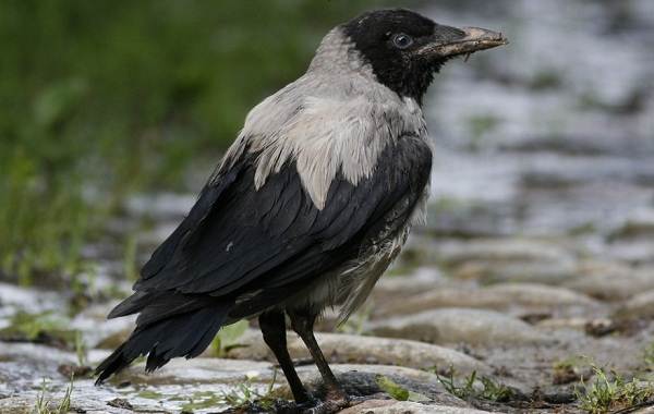 Ворона-птица-Описание-особенности-образ-жизни-и-среда-обитания-вороны-17