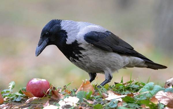 Ворона-птица-Описание-особенности-образ-жизни-и-среда-обитания-вороны-5