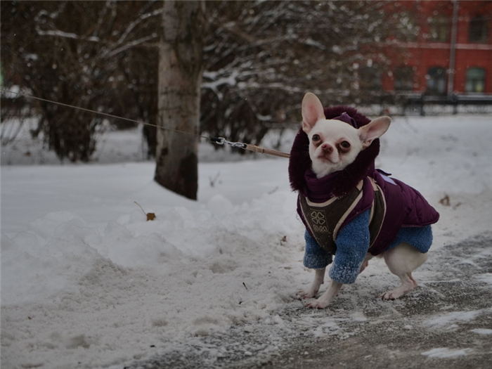 Гладкошерстные собачки требуют зимой специальных нарядов. Фото: Архив «КП»