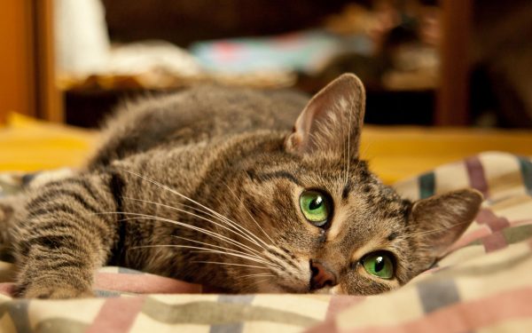 Зеленоглазая кошка лежит и смотрит вдаль