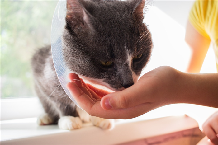 Эффективность Фурагина для лечения кошачьих заболеваний