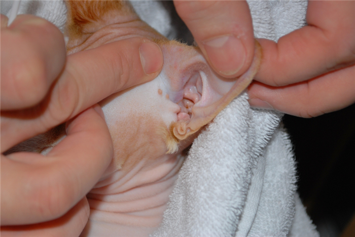 можно ли почистить кошке уши перекисью водорода