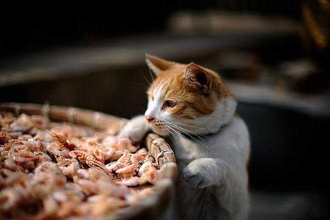 Кот хочет креветки