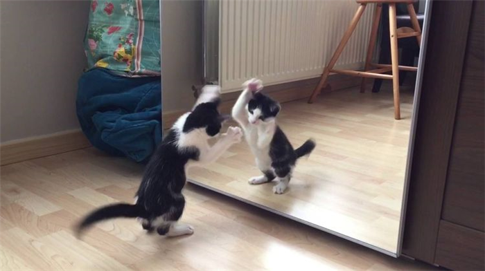 Кот играет со своим отражением в зеркале