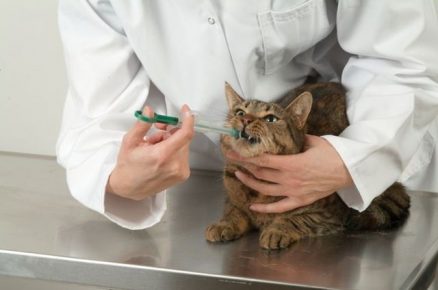 Вливание лекарства коту в рот