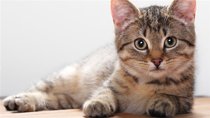 Впервые течка у кошки наступает в возрасте от 7 до 9 месяцев