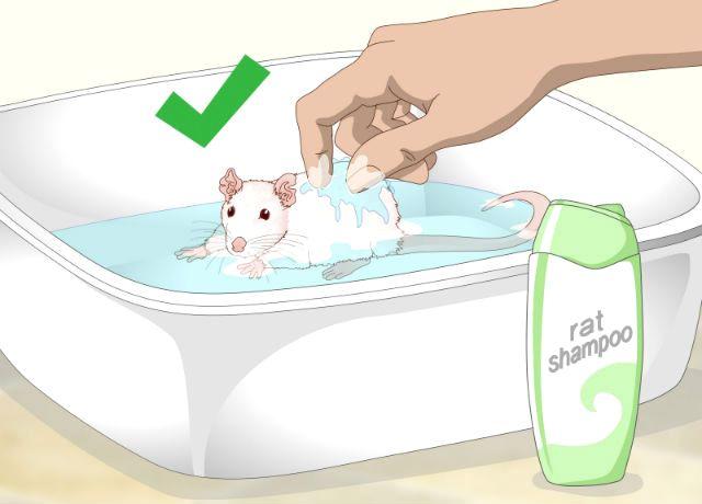 Заведите декоративную крысу - примите ванну