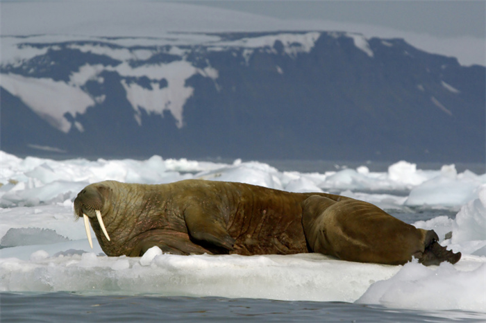 Самка моржа кормит детеныша. Фото: М. Иванов