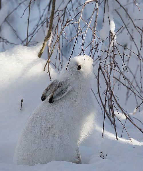 Корм для кроликов зимой