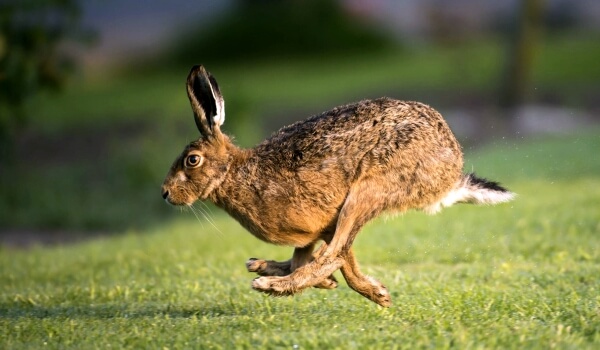 Фото: заяц заяц летом