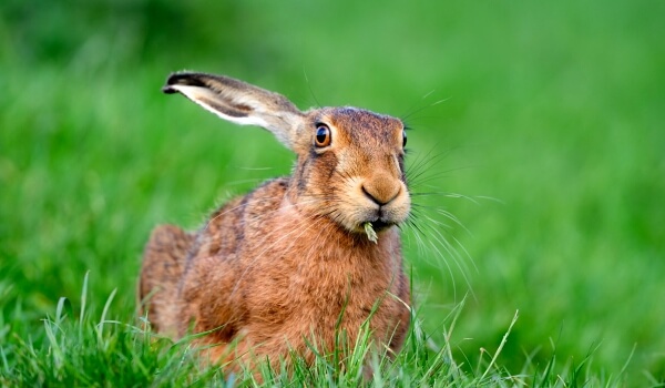 Фото: заяц заяц