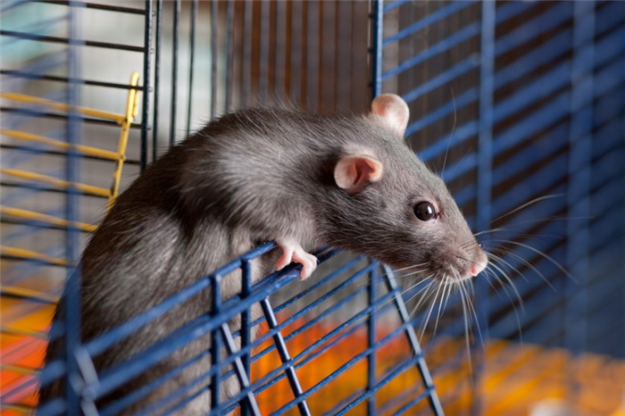Почему крысы чихают и рычат