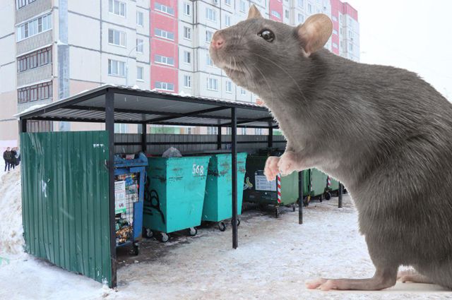 До сих пор крысы занимали контейнеры, но с приходом холодов переберутся зимовать в подвалы жилых домов.