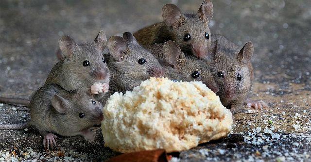 Мыши едят белый хлеб