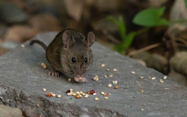 Что едят дикие мыши