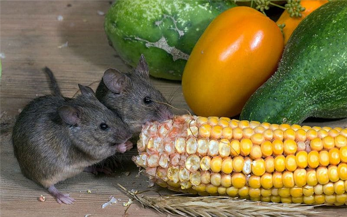 Что любят есть дикие и домашние мыши
