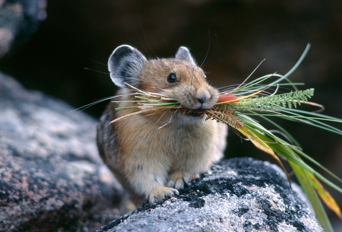 Что едят мыши на природе и в доме? Кто их естественные враги?