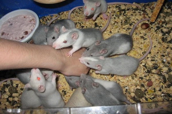 Игры с крысами