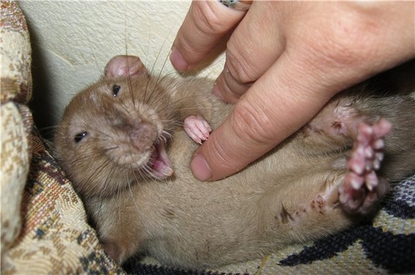 Крыса любит, когда ее щекочут