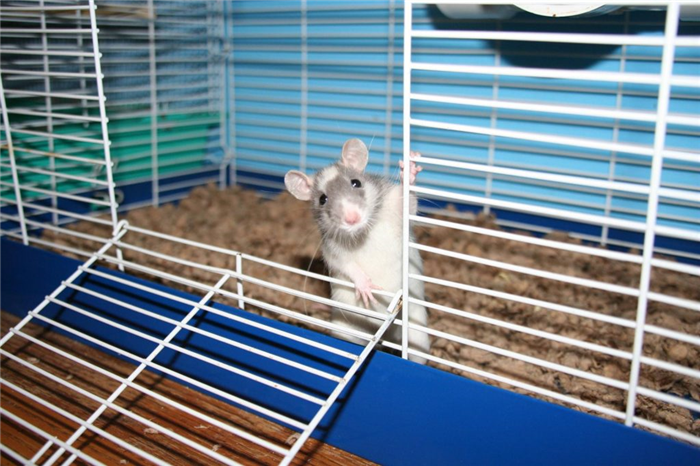 Крыса дамбо в клетке