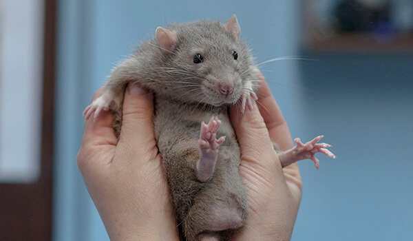 Фото: Как выглядит крыса Дамбо