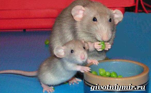 Дамбо-крыса-Дамбо-крыса-образ жизни и среда обитания-10