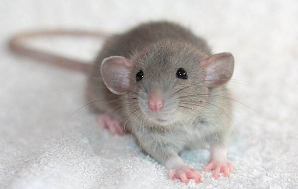 Крыса-дамбо-Описание-характеристики-типы-уход-и-цена-крысы-дамбо-15