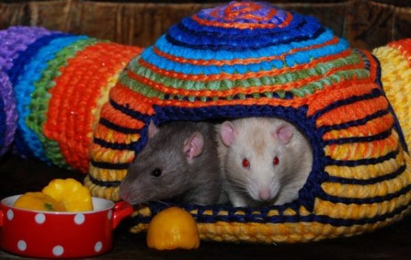 Гамаки для крыс: купить в магазине и сделать своими руками (фото идеи)