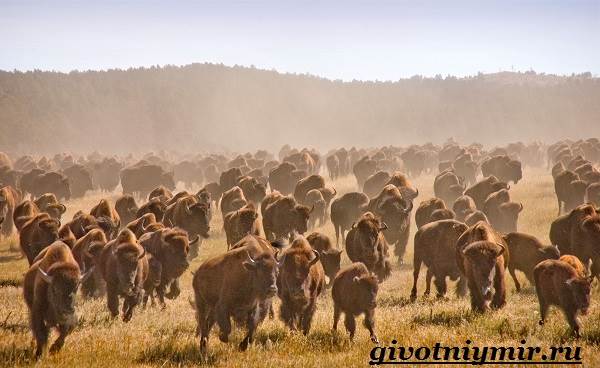 Бизон-животное-бизон-образ жизни-и-среда обитания-4