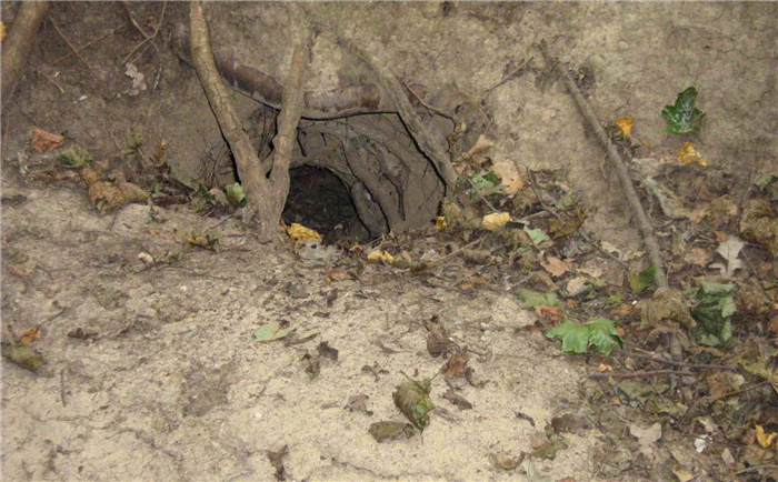 Норы барсука представляют собой сложные подземные сооружения