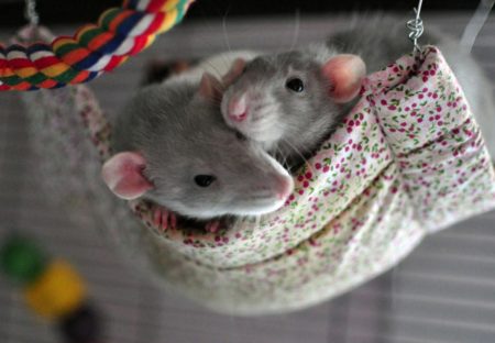 Разведение крыс в домашних условиях