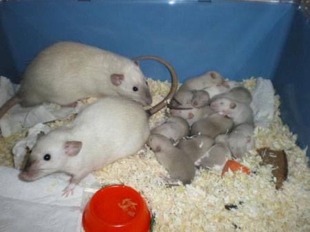 Размножение крыс в домашних условиях фото
