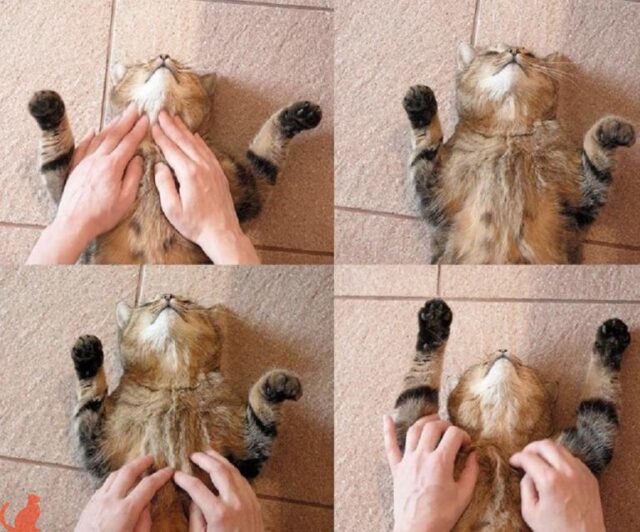 Нужно ли делать кошке легкий массаж при запорах