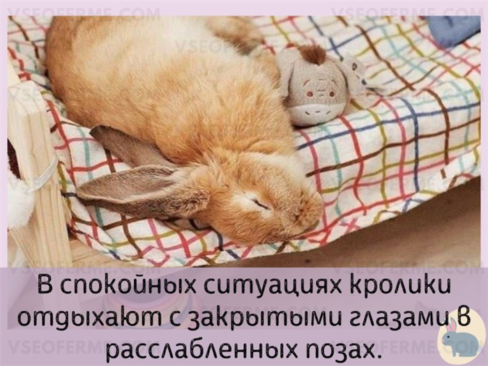 В каких условиях кролики любят спать?