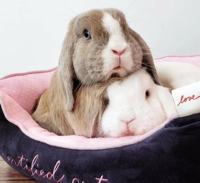 Кролики на диване