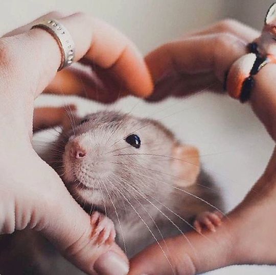 Крысиный хвост: особенности и назначение