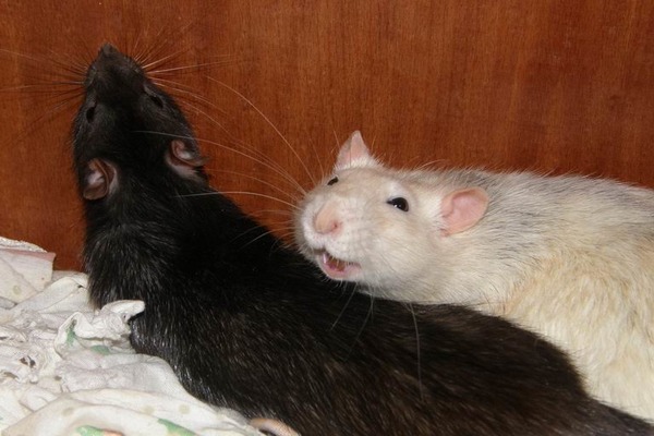 Крыса показывает хорошее настроение