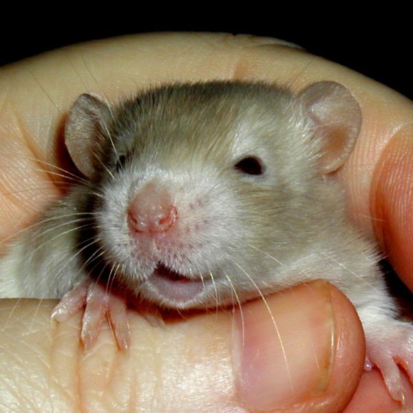 Маленькая крыса улыбается