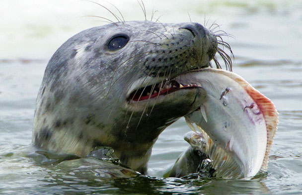 Моржи, морские львы и тюлени - королевские и ушастые тюлени