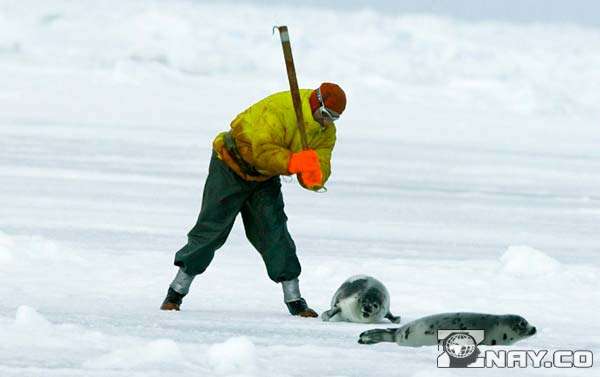 Люди охотятся на тюленей на севере