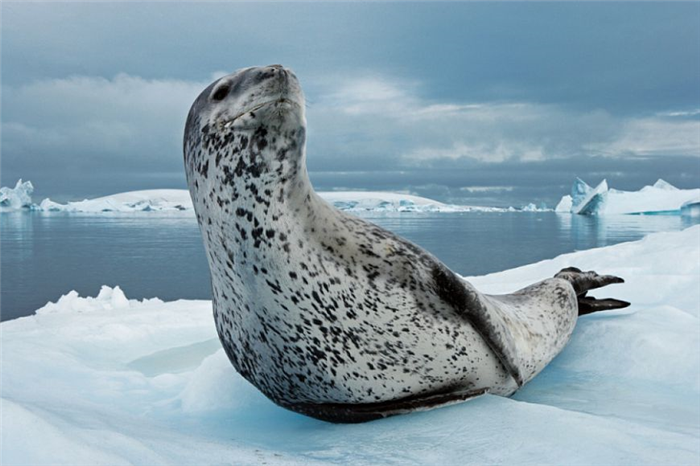 Моржи, морские львы и тюлени - королевские и ушастые тюлени