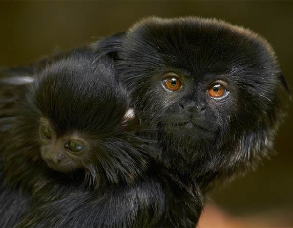 Виды обезьян, их характеристики, описание и названия-19