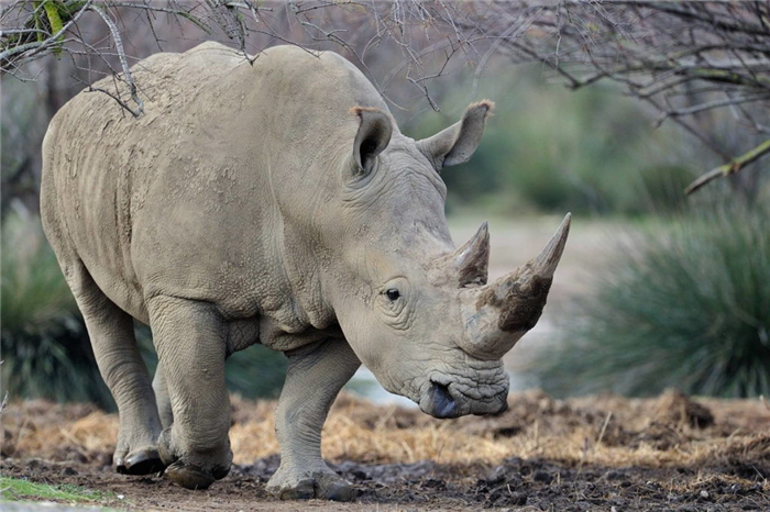 Белый носорог — Ceratotherium simum