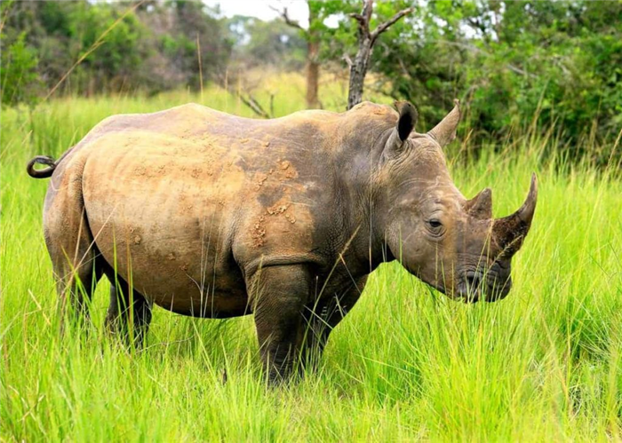 где живет носорог